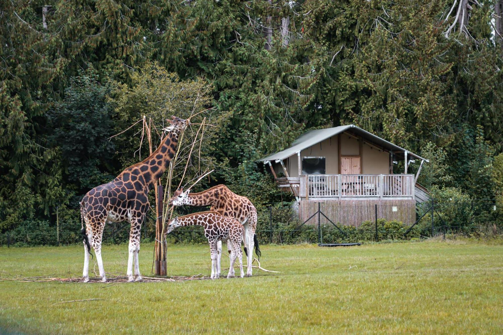 马里博 Knuthenborg Safaripark酒店 外观 照片