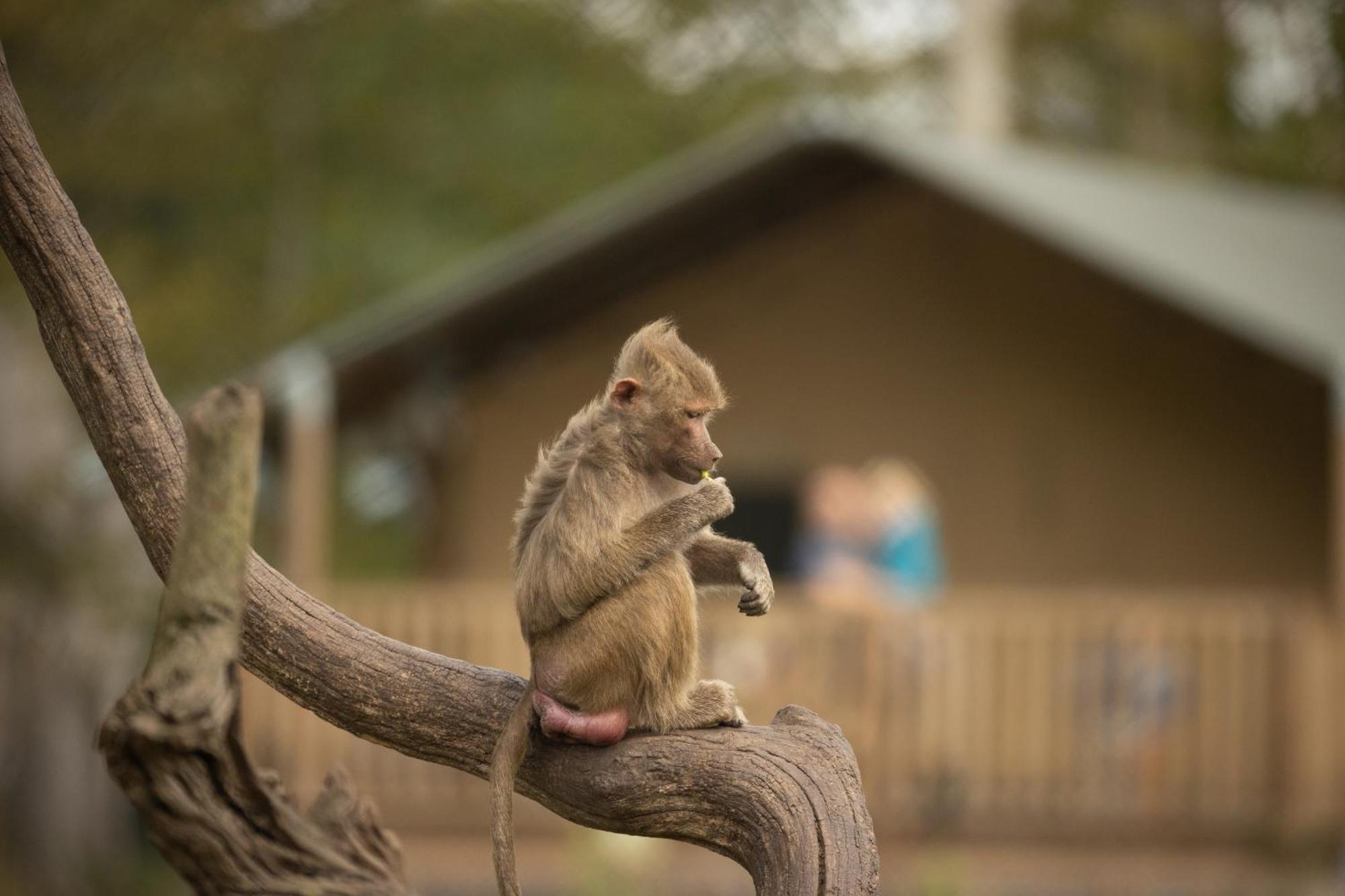 马里博 Knuthenborg Safaripark酒店 外观 照片