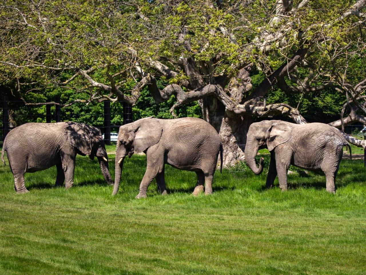 马里博 Knuthenborg Safaripark酒店 外观 照片